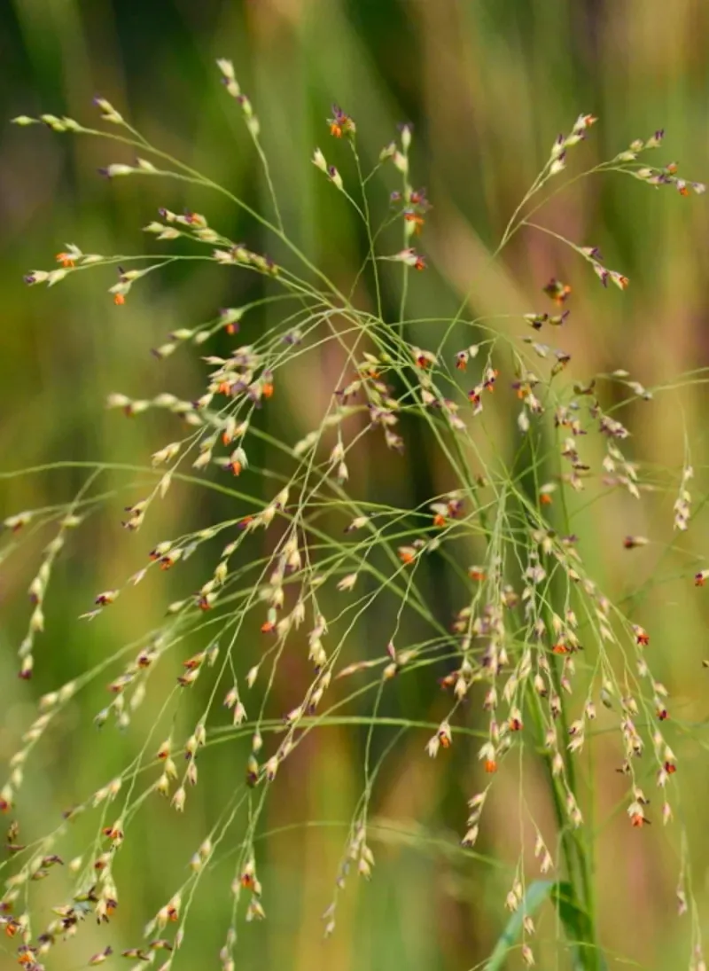 Switchgrass (Panicum virgatum) Switchgrass (Panicum virgatum)
