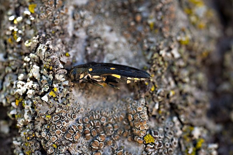 The oak borers behind the confusion
