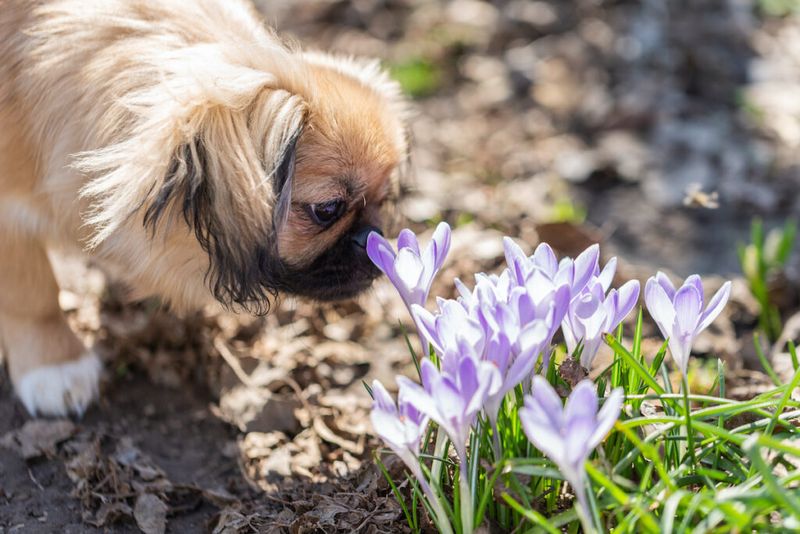 Take separate steps for people and pets Take separate steps for people and pets