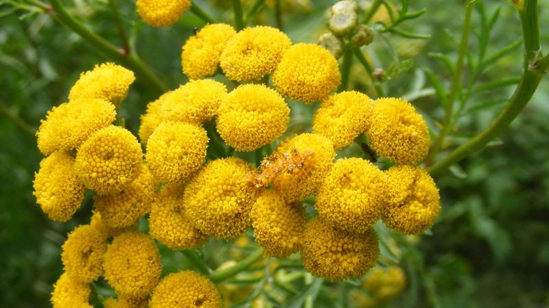 Tansy