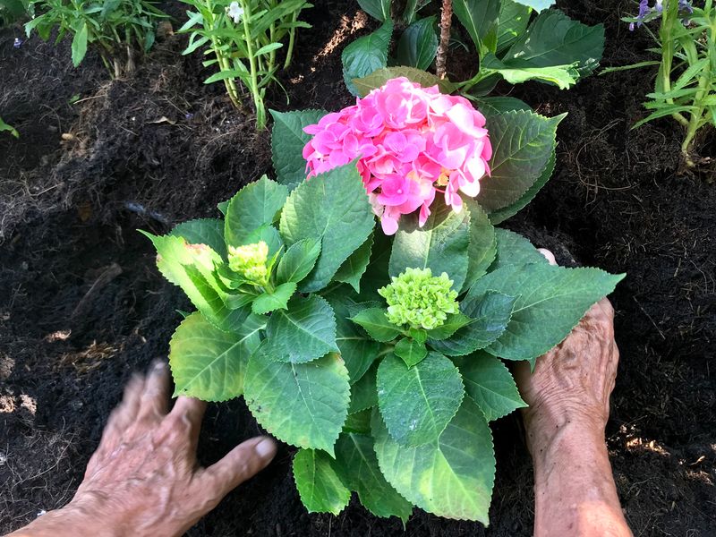 Test the soil before reaching for fertilizer