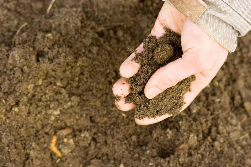 Test the soil before you prepare the planting hole