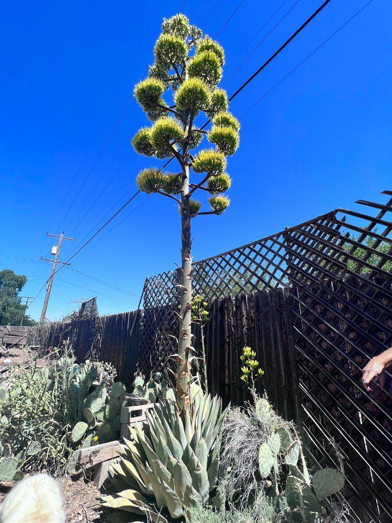 Texas Agave (Agave americana) Texas Agave (Agave americana)