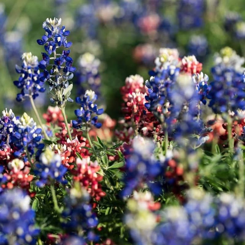 Texas Bluebonnet (Lupinus texensis) Texas Bluebonnet (Lupinus texensis)