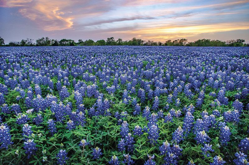 Texas Bluebonnet Texas Bluebonnet