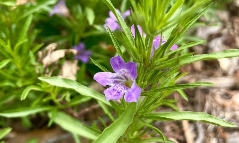 Texas Frog Fruit vs. Snake Herb (Dyschoriste linearis)