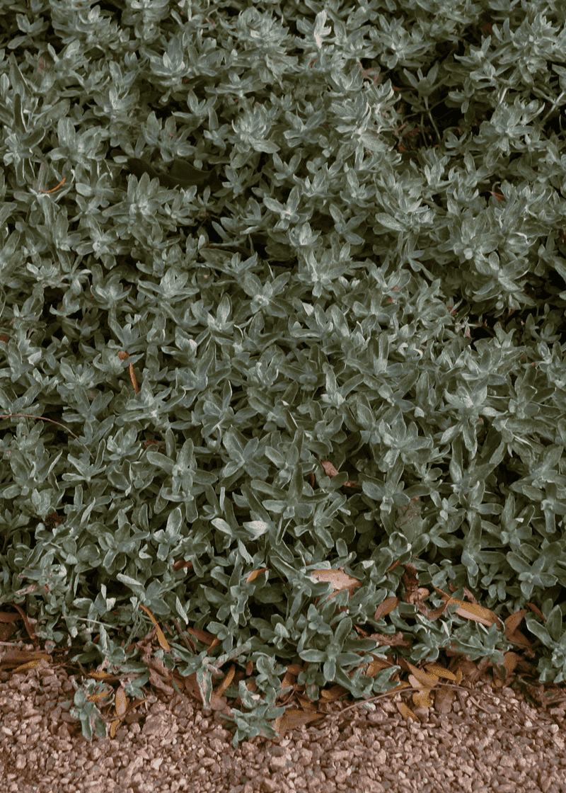 Wooly Stemodia (Stemodia lanata)