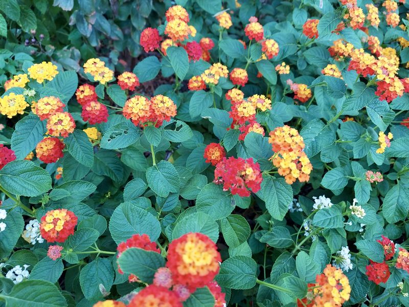 Texas Lantana