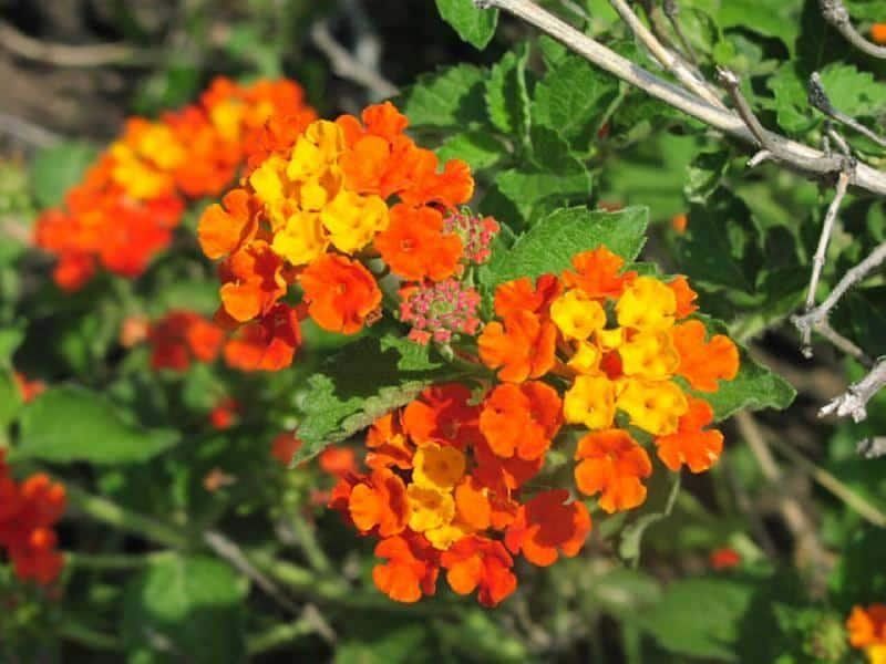 Texas Lantana (Lantana urticoides)