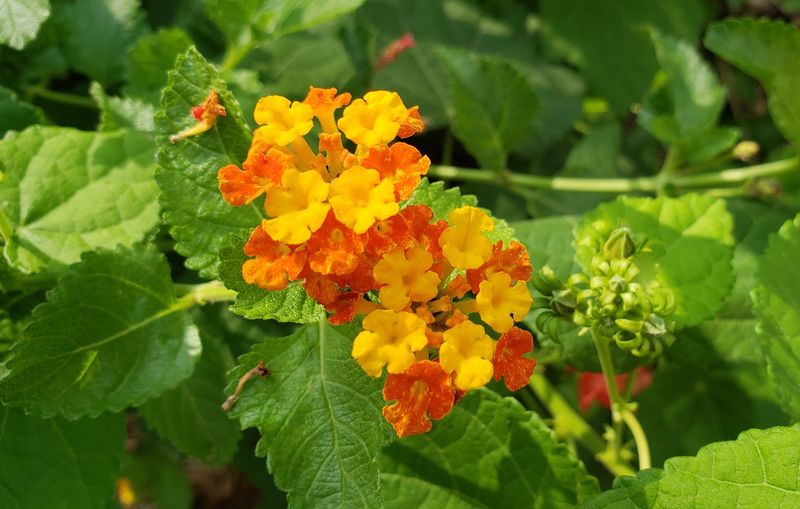 Texas Lantana (Lantana urticoides) Texas Lantana (Lantana urticoides)