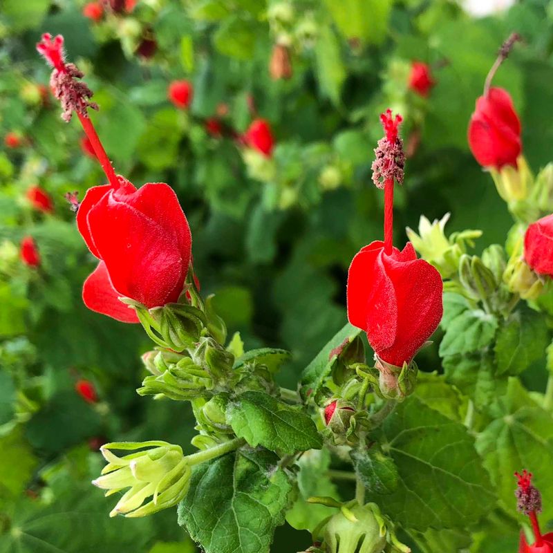 Turk's Cap