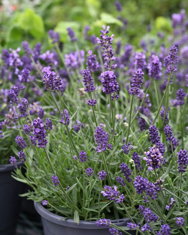 Texas Lavender (Mealy Blue Sage and True Lavender)