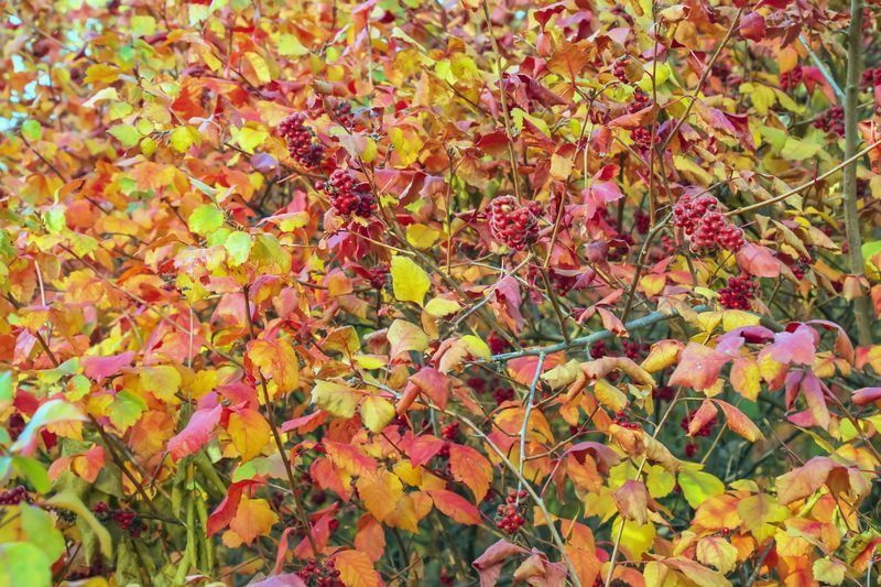 Fragrant Sumac