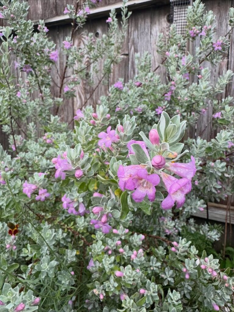 Texas Native Plants That Help Keep Chiggers Out Of Your Yard In Summer