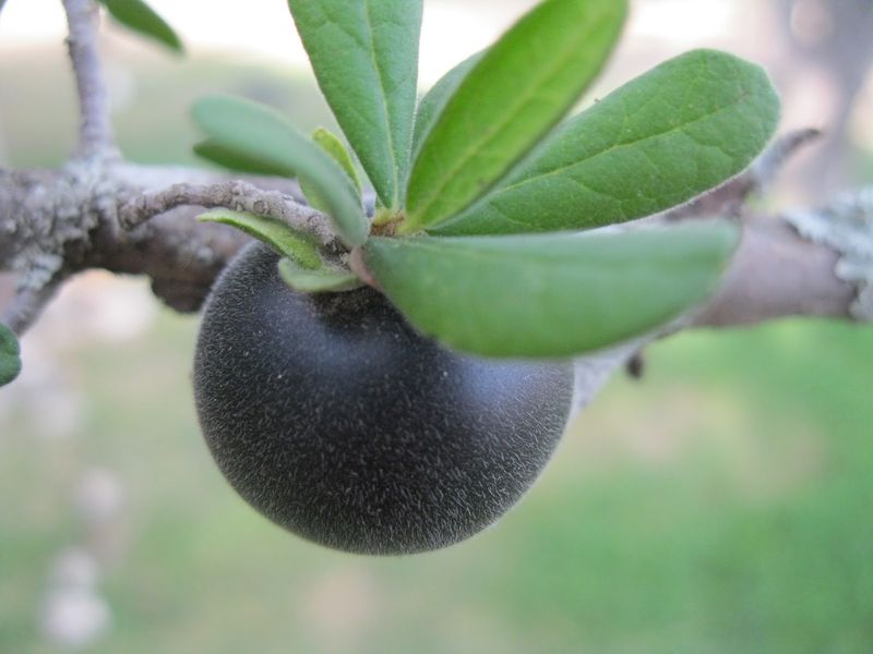 Texas Persimmon (Diospyros texana) Texas Persimmon (Diospyros texana)
