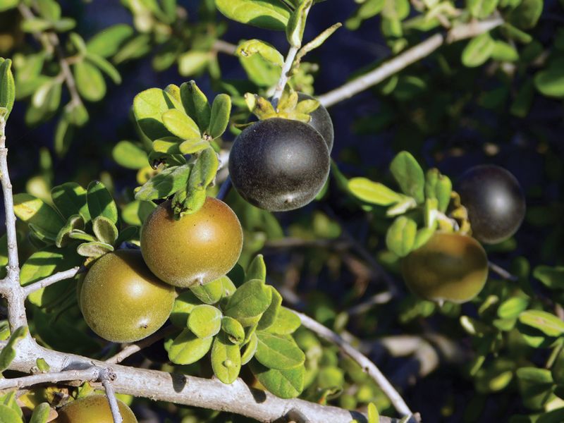 Texas Persimmon