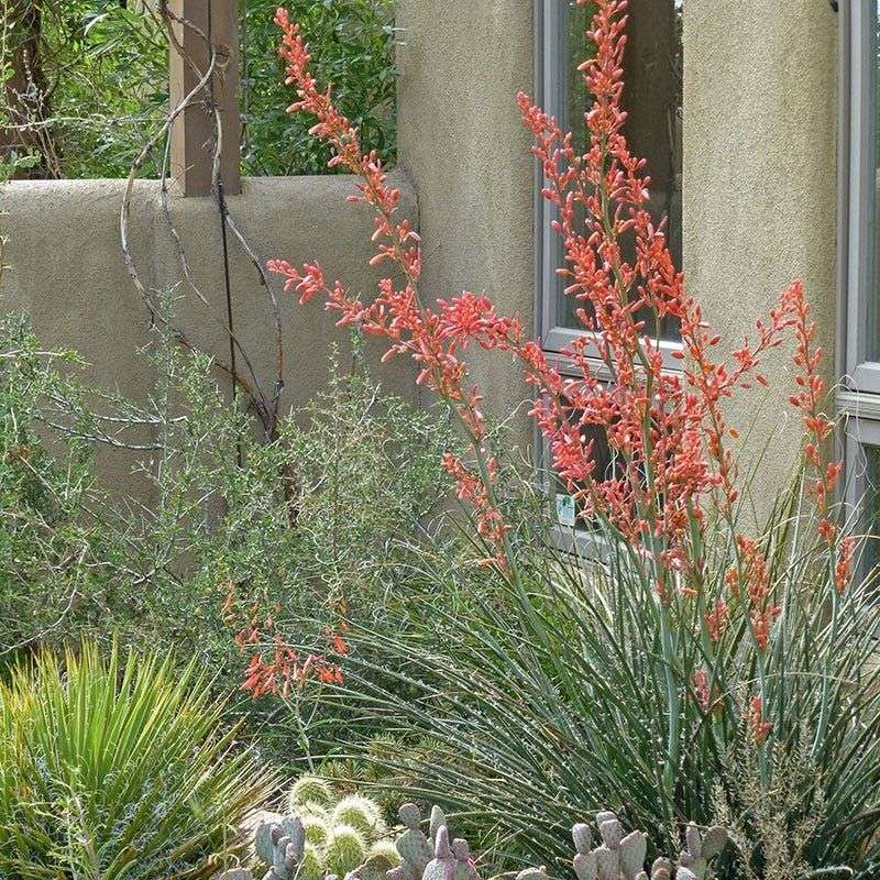 Texas Red Yucca (Hesperaloe)