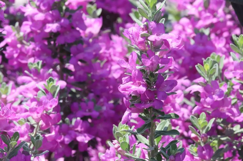 Texas Sage (Cenizo)