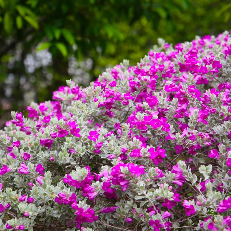 Texas Sage (Cenizo) Texas Sage (Cenizo)