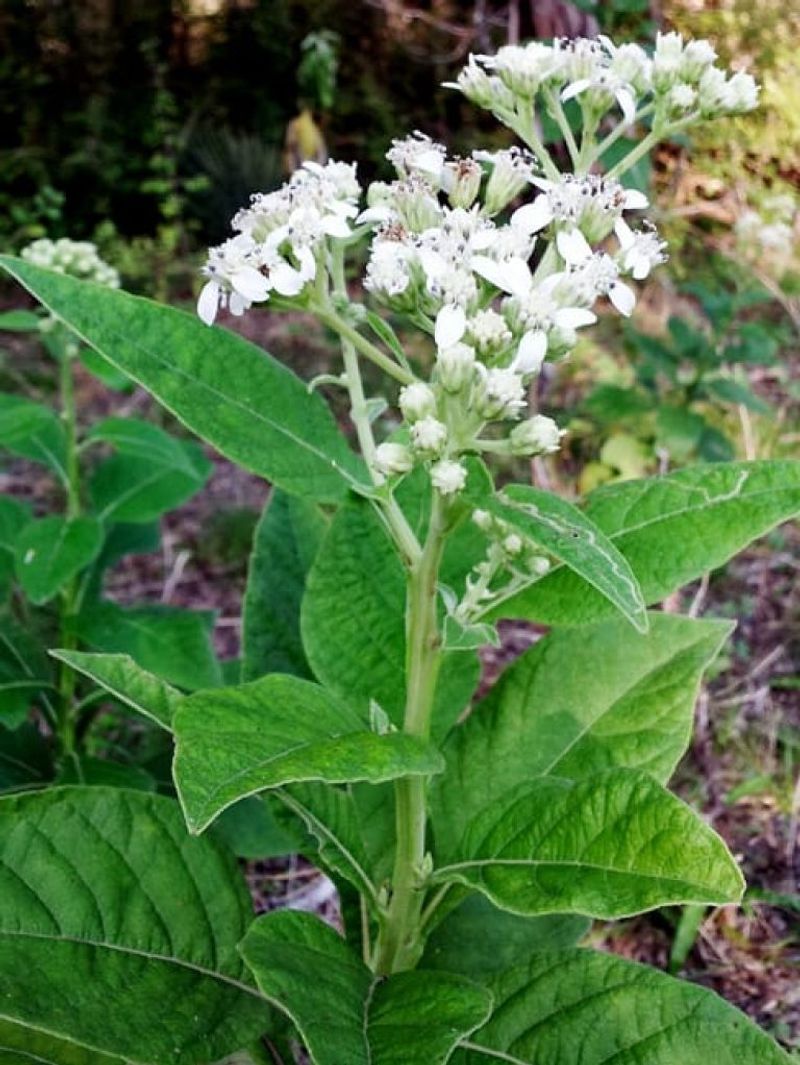 Frostweed