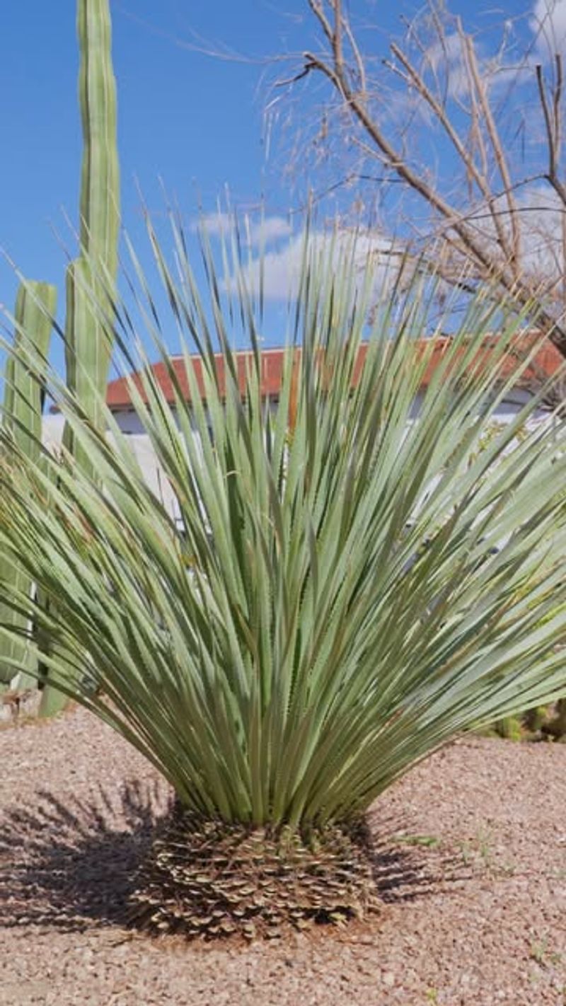 Texas Sotol 'Desert Spire' Texas Sotol 'Desert Spire'