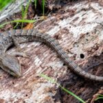 Texas Spiny Lizards Are Coming Back To Yards That Make These Small Changes