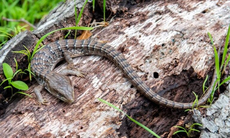 Texas Spiny Lizards Are Coming Back To Yards That Make These Small Changes
