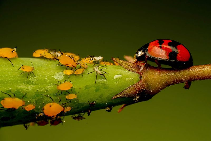 Texas natives may support aphid predators, but they cannot promise a ladybug takeover Texas natives may support aphid predators, but they cannot promise a ladybug takeover