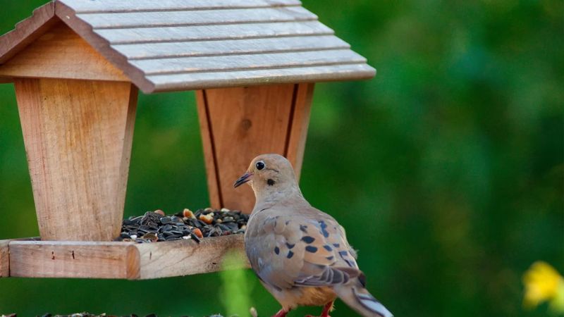 Observe the bird without turning your yard into a hazard