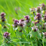 That Purple Weed You Keep Pulling From Your Texas Lawn Is Actually A Native Treasure