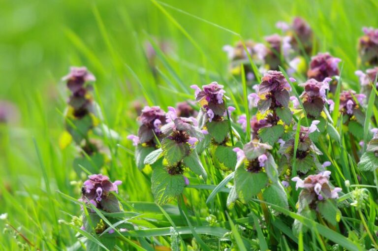 That Purple Weed You Keep Pulling From Your Texas Lawn Is Actually A Native Treasure
