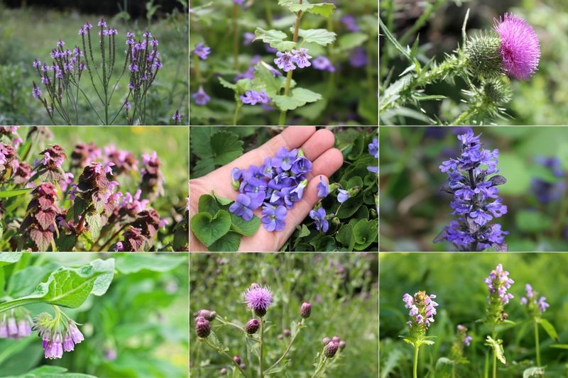 Do not pull a purple lawn plant by color alone