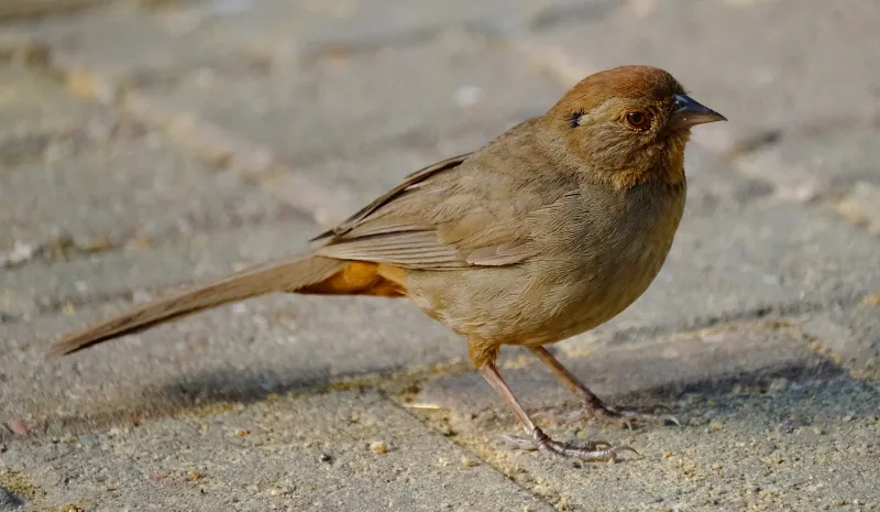 That quiet brown bird may be a California towhee