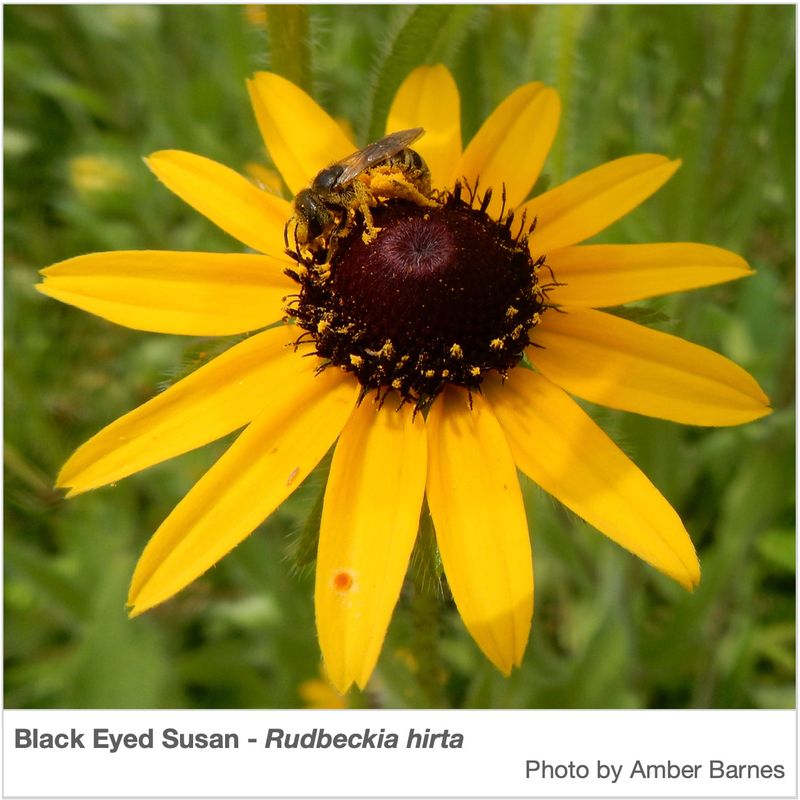The 17-plus bee claim remains unverified