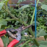 The 5 Reasons to Top Your Tomato Plants Now — and the Timing That Makes It Work