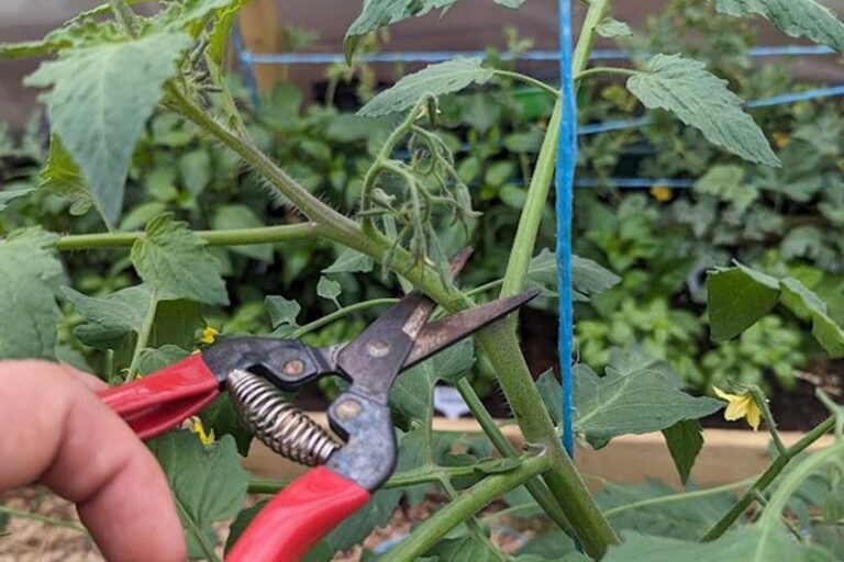 The 5 Reasons to Top Your Tomato Plants Now — and the Timing That Makes It Work