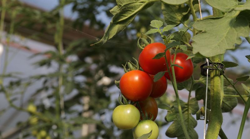 Endless Vertical Growth Is Stealing Energy From Your Fruit
