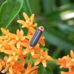 The 8 Texas Plants That Help Fireflies Finish Their Life Cycle And Come Back Every Summer