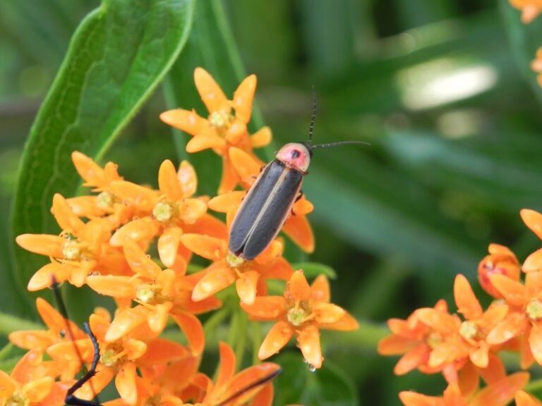 The 8 Texas Plants That Help Fireflies Finish Their Life Cycle And Come Back Every Summer