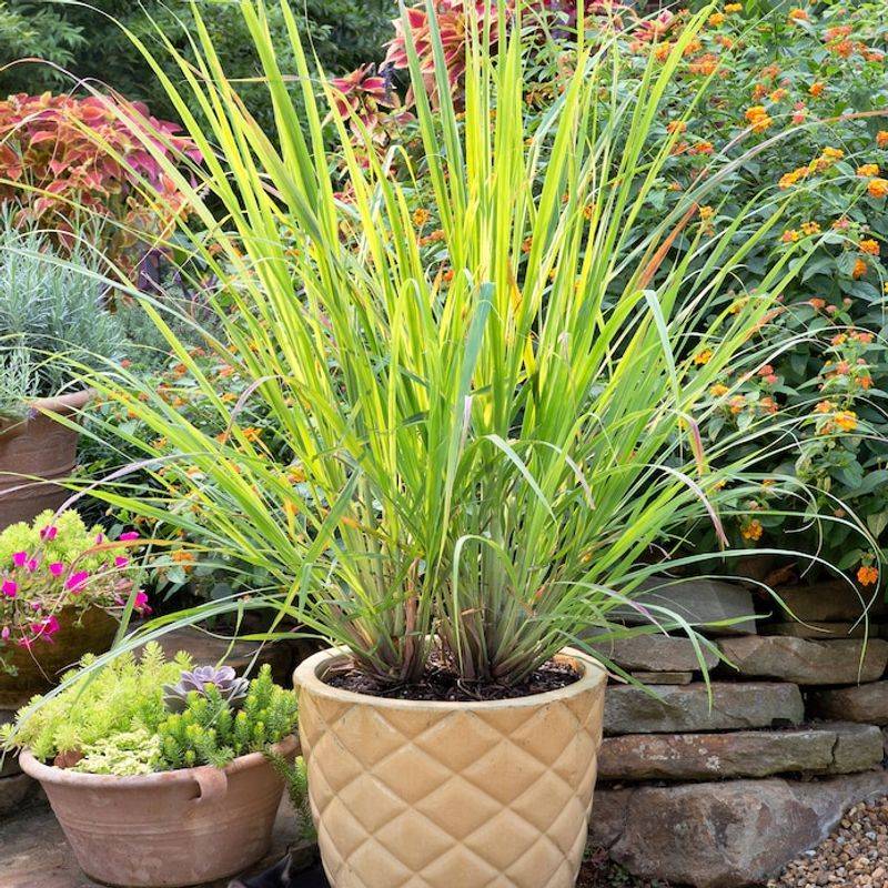 The Citrusy Scent May Help Deter Mosquitoes The Citrusy Scent May Help Deter Mosquitoes