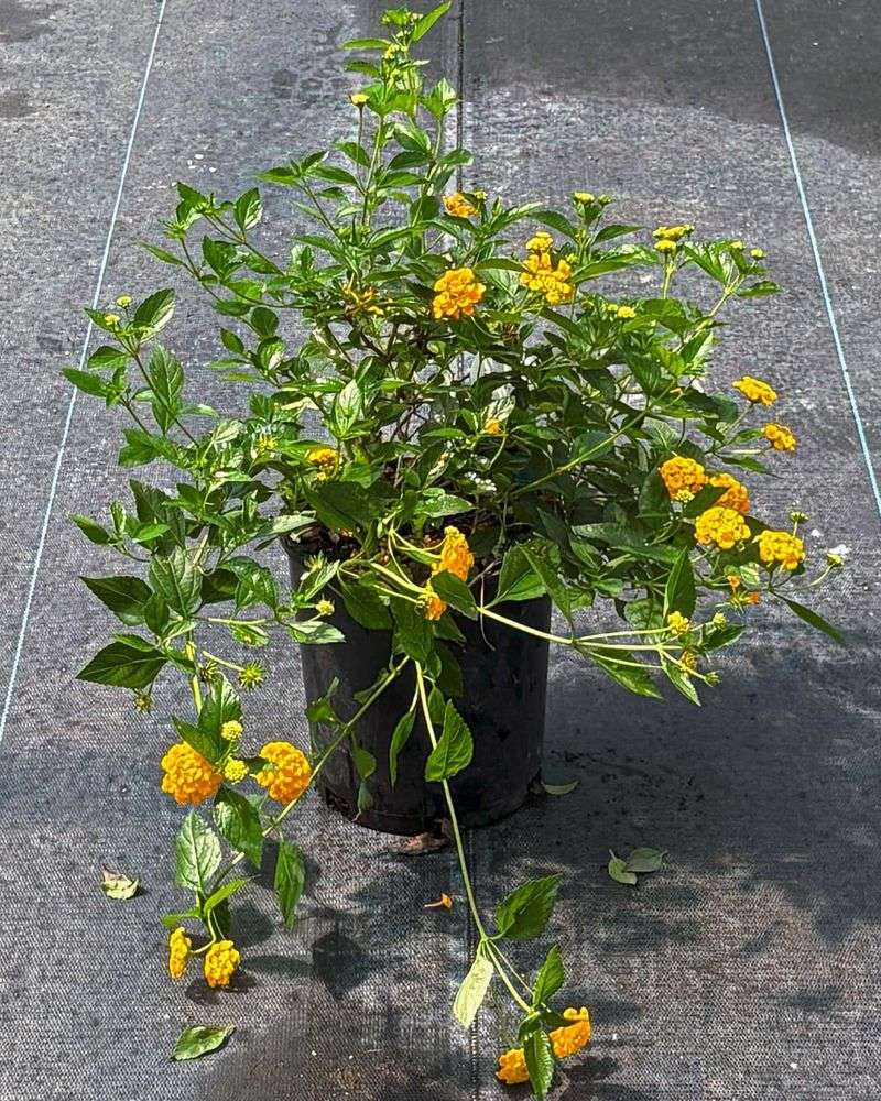Lantana can deliver durable summer color, but it is not invincible