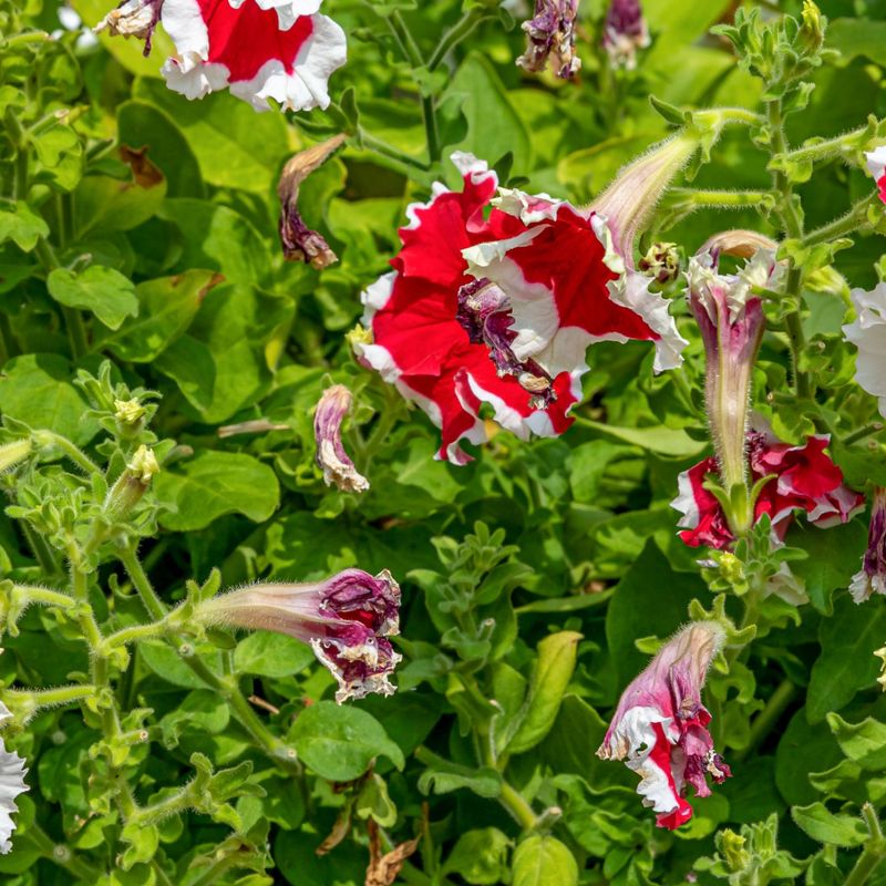 Fewer Blooms by Midsummer Point to a Deadheading Problem