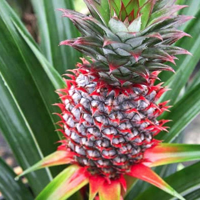 Pineapple