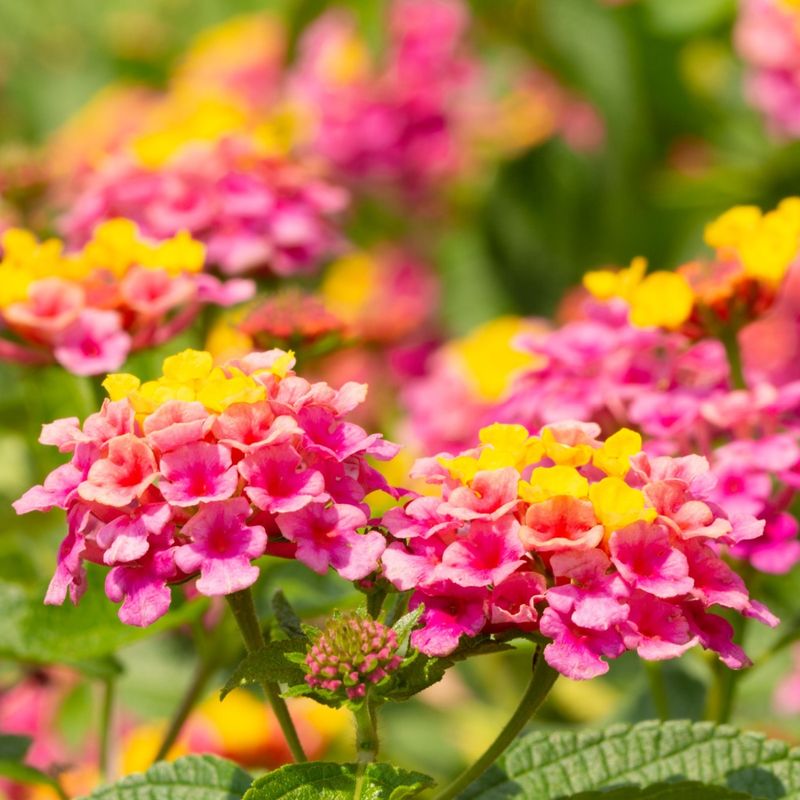 Deadheading and Trimming to Trigger New Blooms