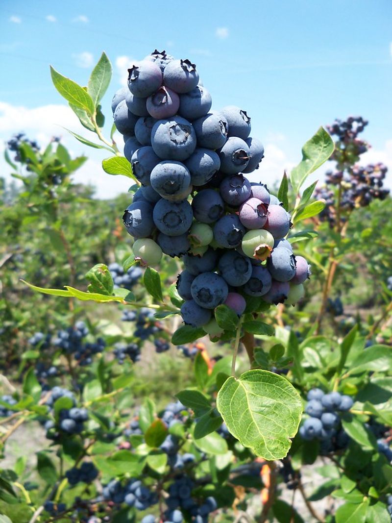 Green Sense Farms Native Edibles (Central Florida)