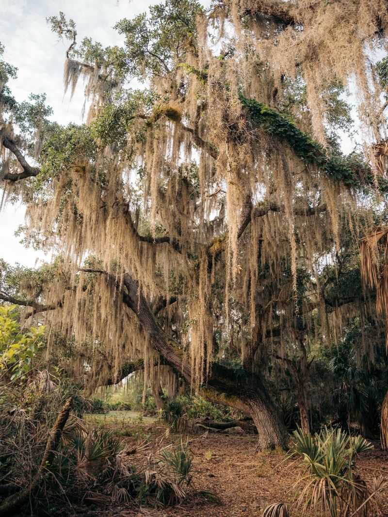 Live Oak (Quercus virginiana)