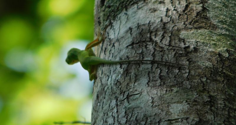 The Lizards May Have Changed Locations, Not Left the Yard