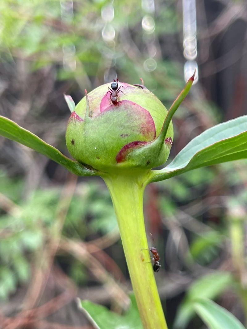 The Trouble That Keeps Peony Lovers Up at Night