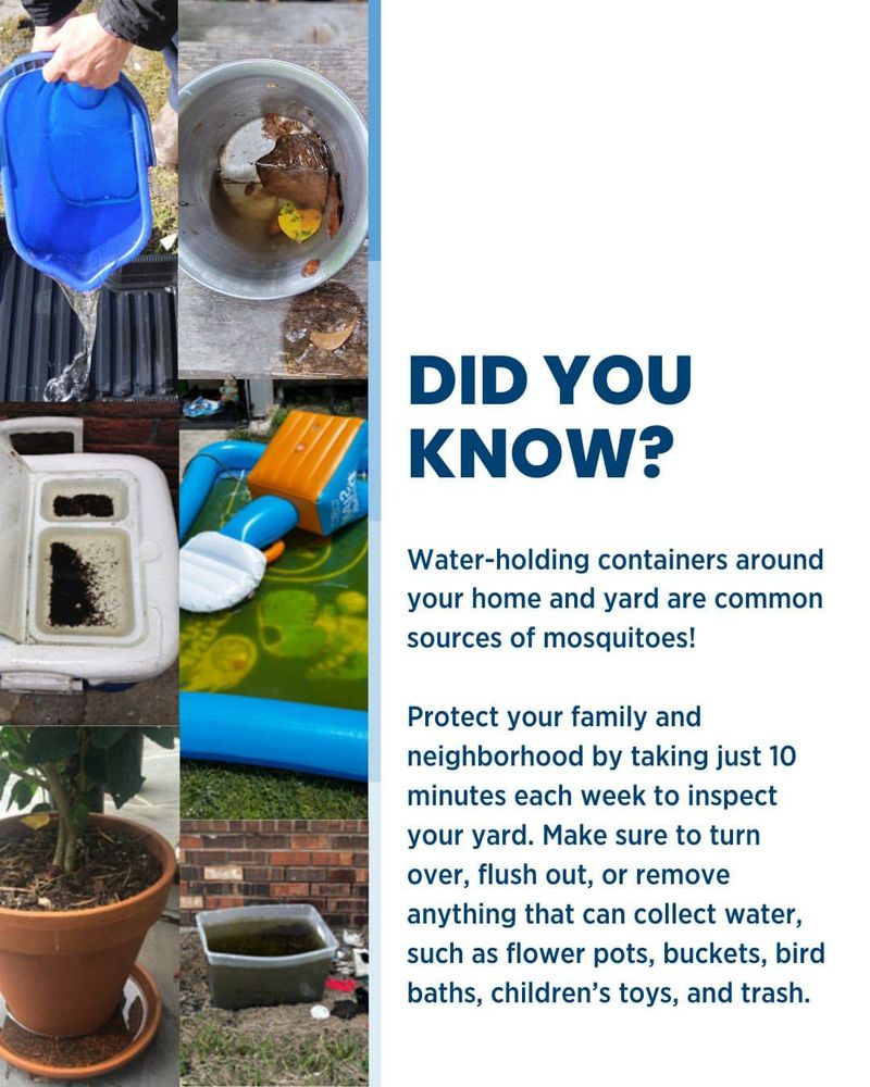 Start With Standing Water, Not a Mosquito-Repellent Plant