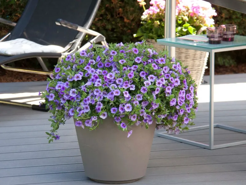 Why Calibrachoa Grows Leggy Instead of Bushy